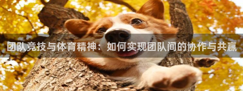 一竞技官网下载招商电话地址：团队竞技与体育精神：如何实现团队